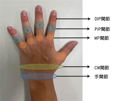 手指第一指節|「指の第一関節が痛い」原因とは？何科を受診するべ。